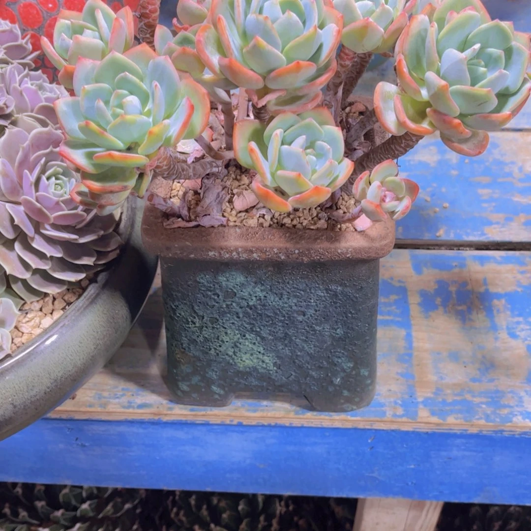 2***月多肉植物保护研究所所长一起
