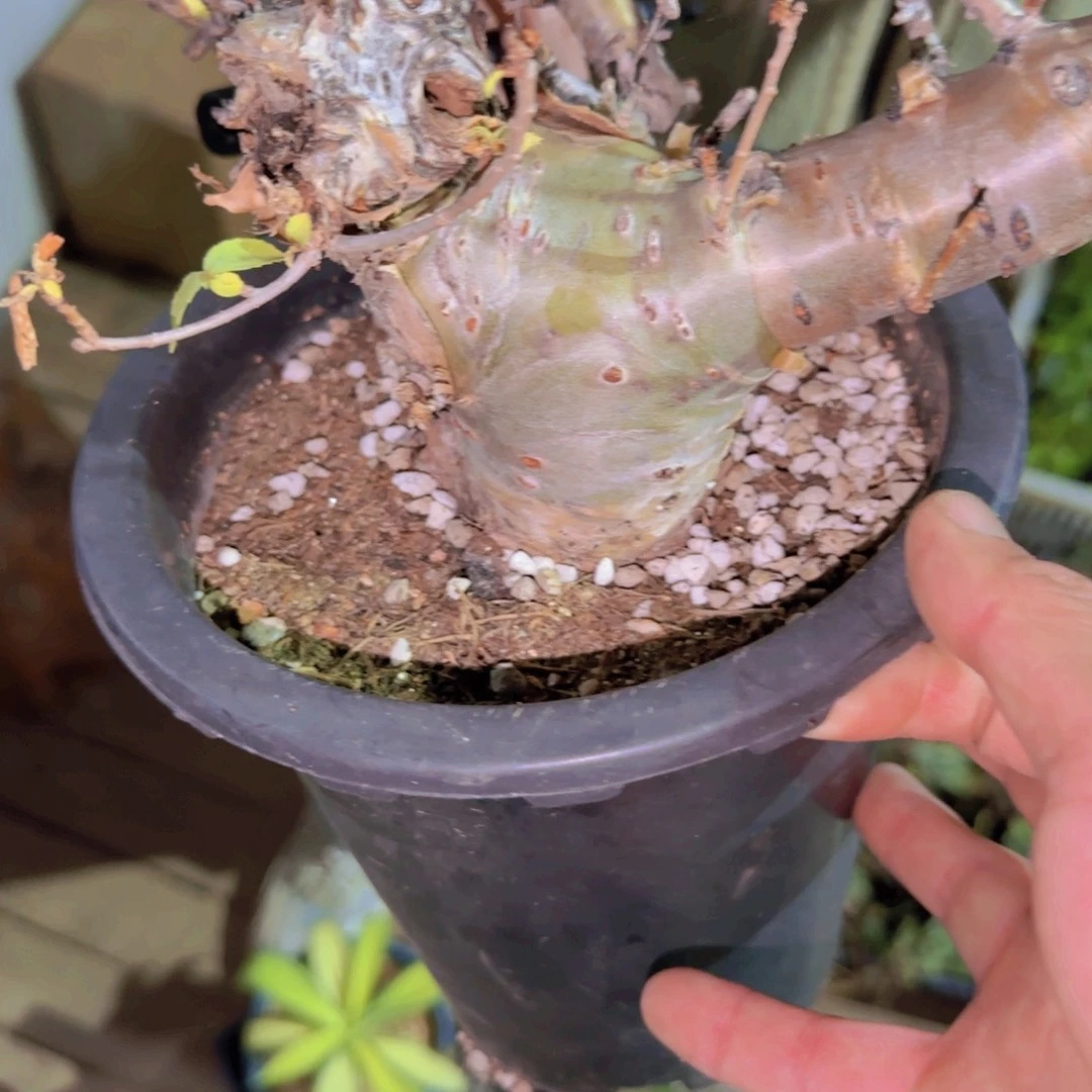 楼***芬块根植物块根植物