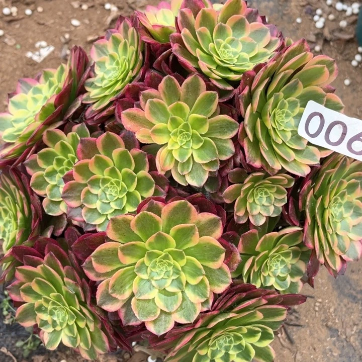 006多肉植物朝霞