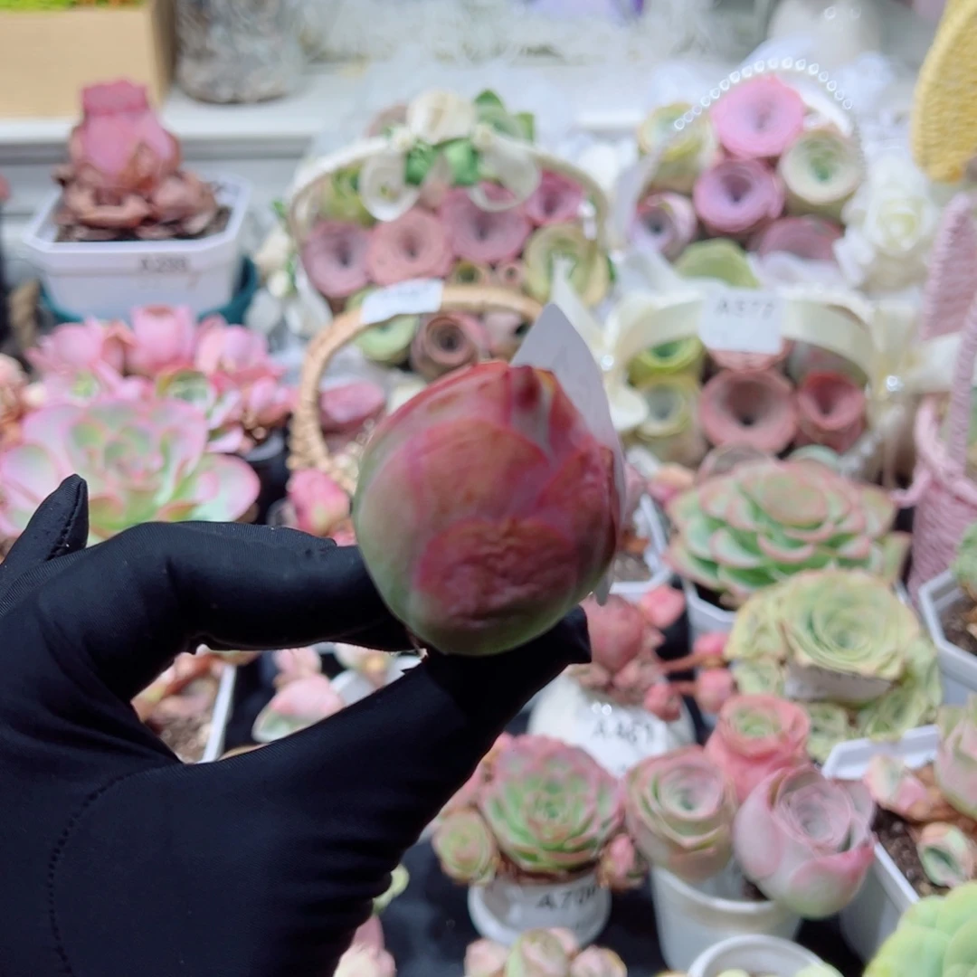 761粉红桃老桩。  一物一拍