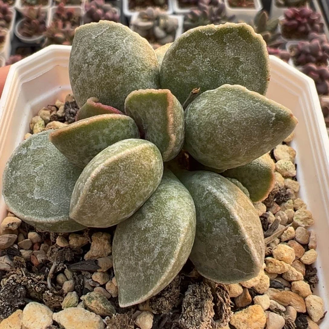 实生新品多头纯木质桩多肉