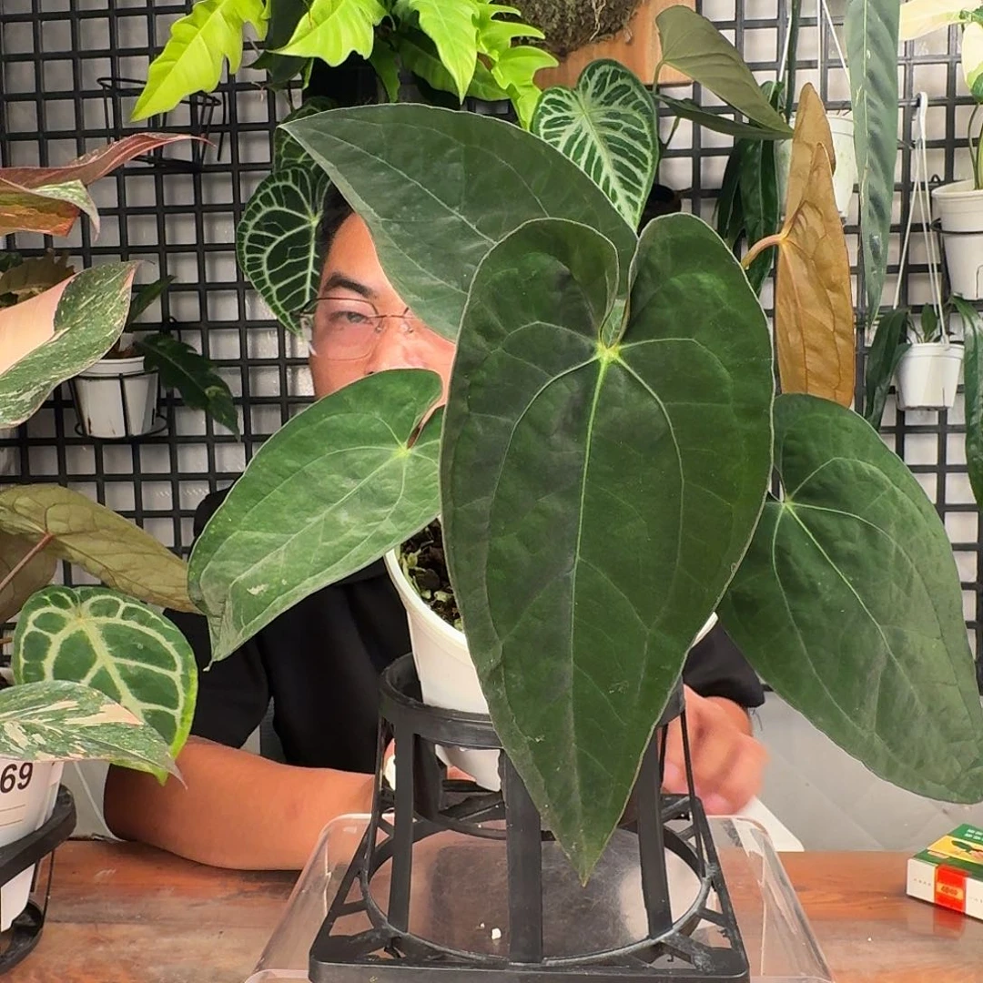 Y***g无花朵一物一拍D179