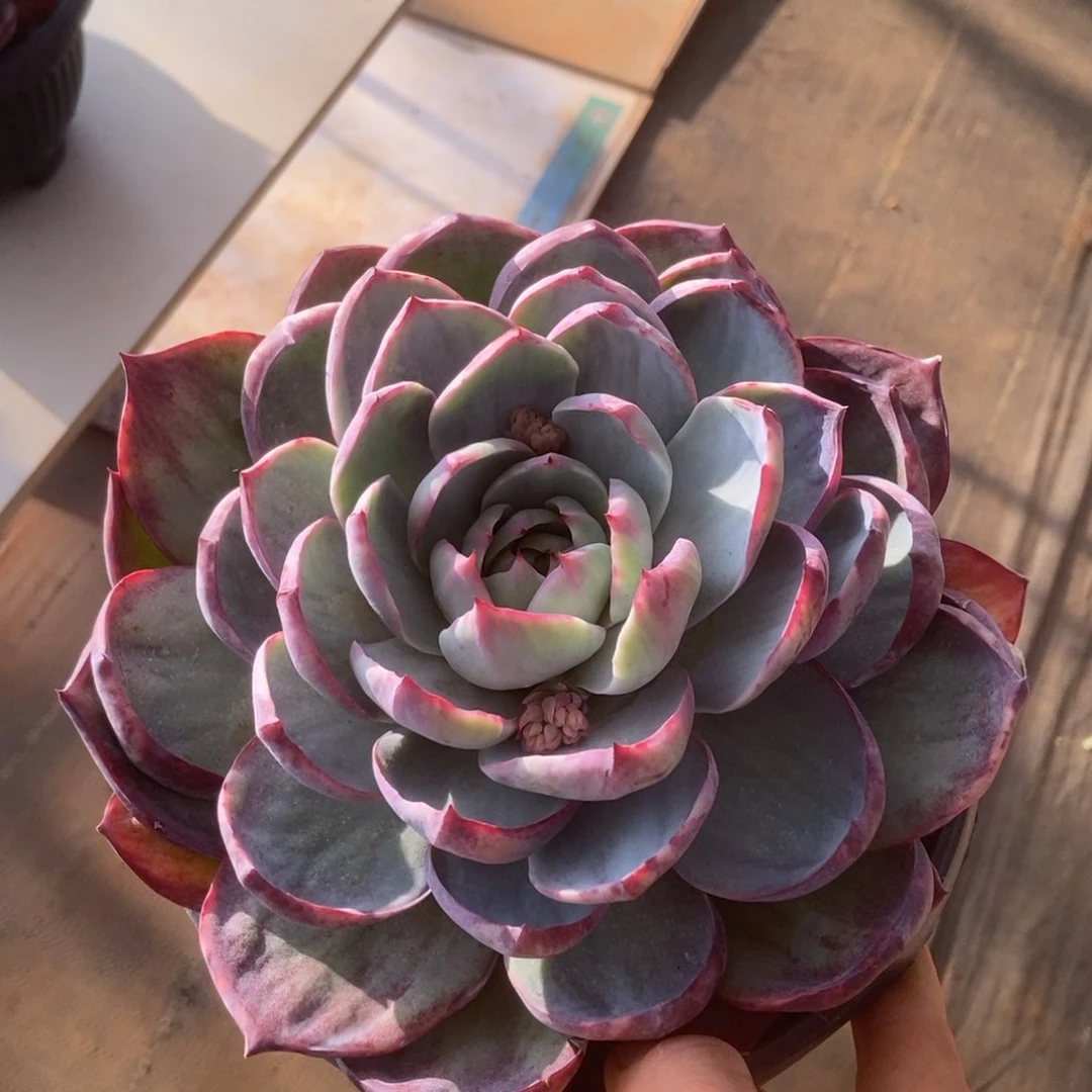 惊鸿多肉多肉多肉多肉多肉