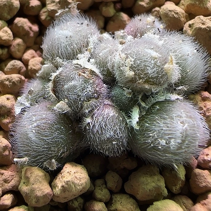 开播福利来啦。 428