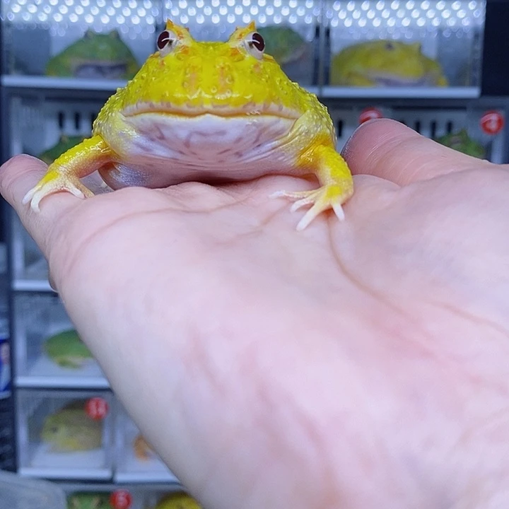 特价秒杀哇好想吃