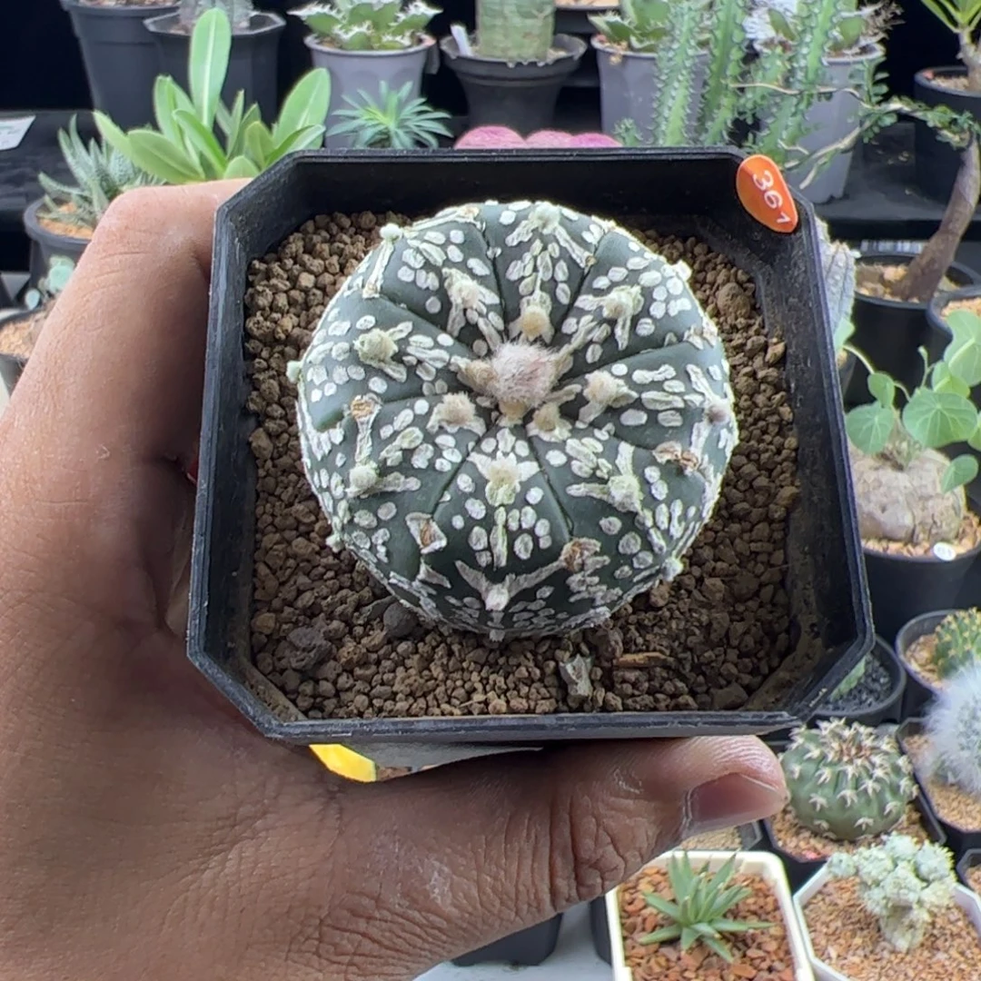 v兜实生一物一拍带盆发