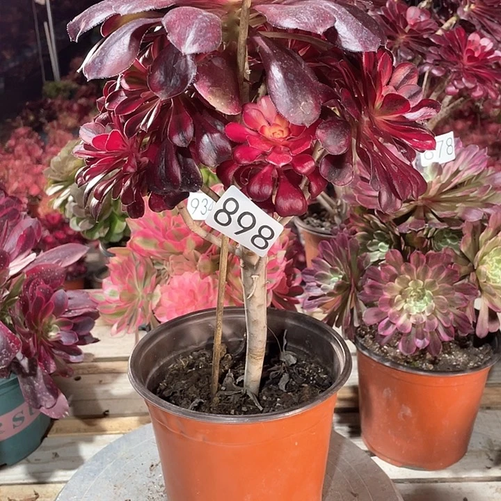 898丽娜  冠幅23高35