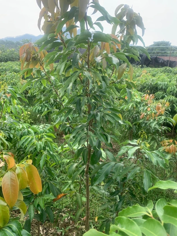 一物一拍绿植盆栽地栽种植