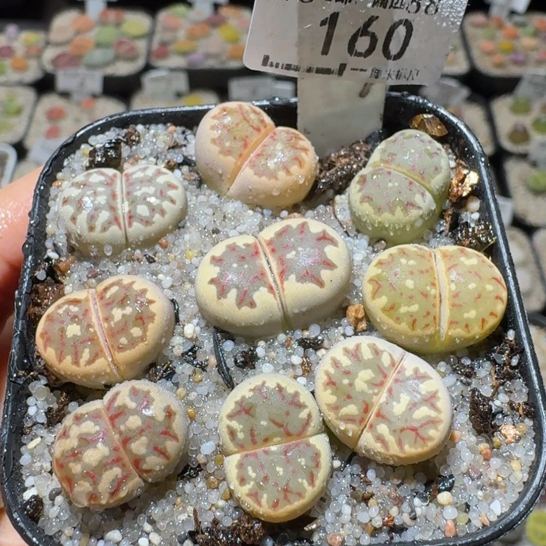 Sss清仓便宜出了160