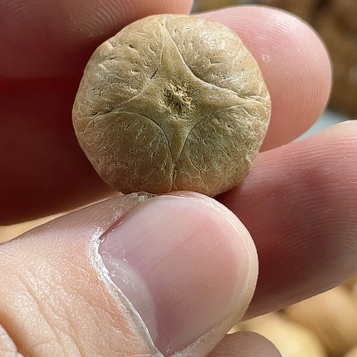 手串凤眼菩提尼泊尔小fy