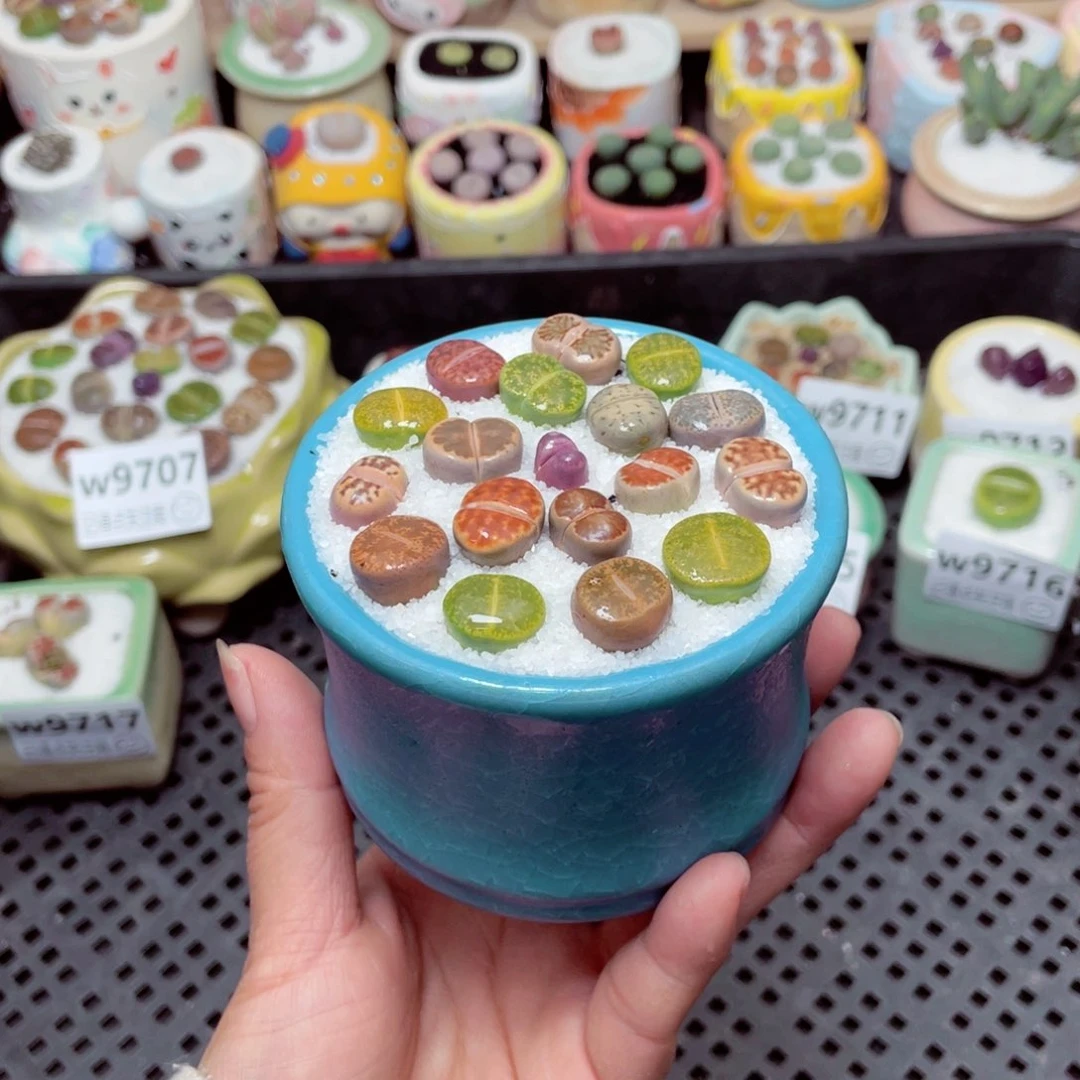 w9718 -零下地区拍保温箱-15支持寄养