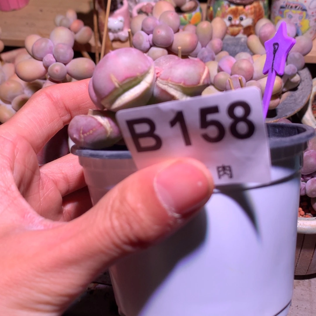 小屁桃奶酪多肉158