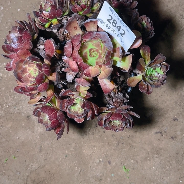 2842黑寡妇多肉植物