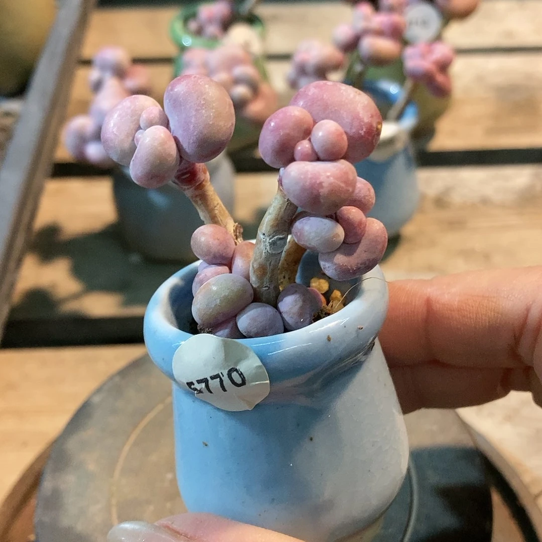 5770糖果腰子蛋带盆土