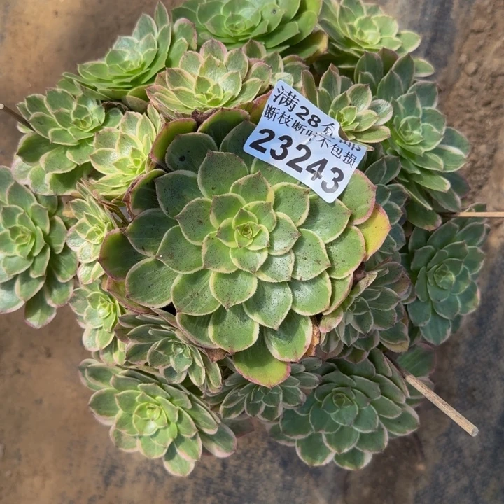 23243莲花座多肉植物