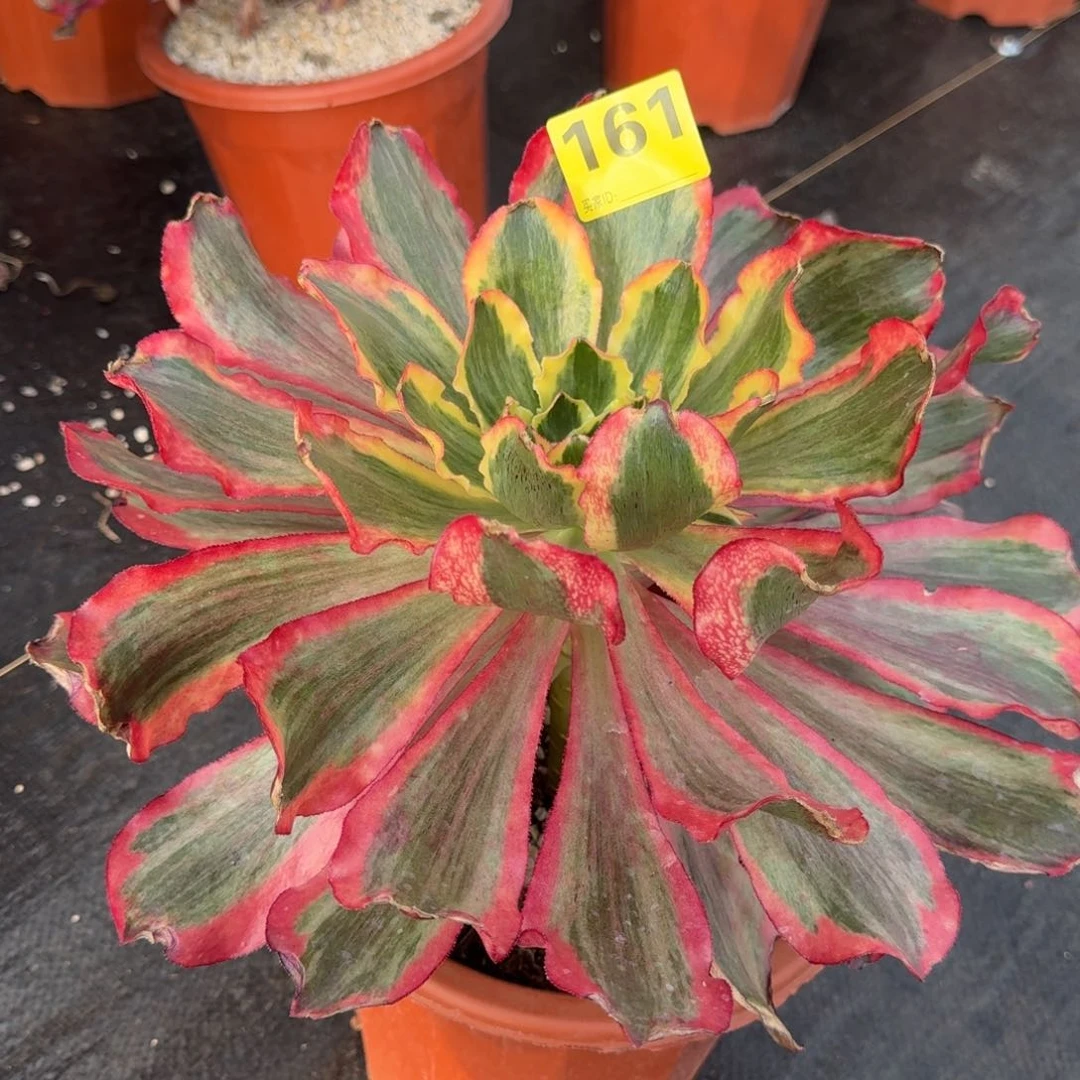 未**？161多肉魅影发货