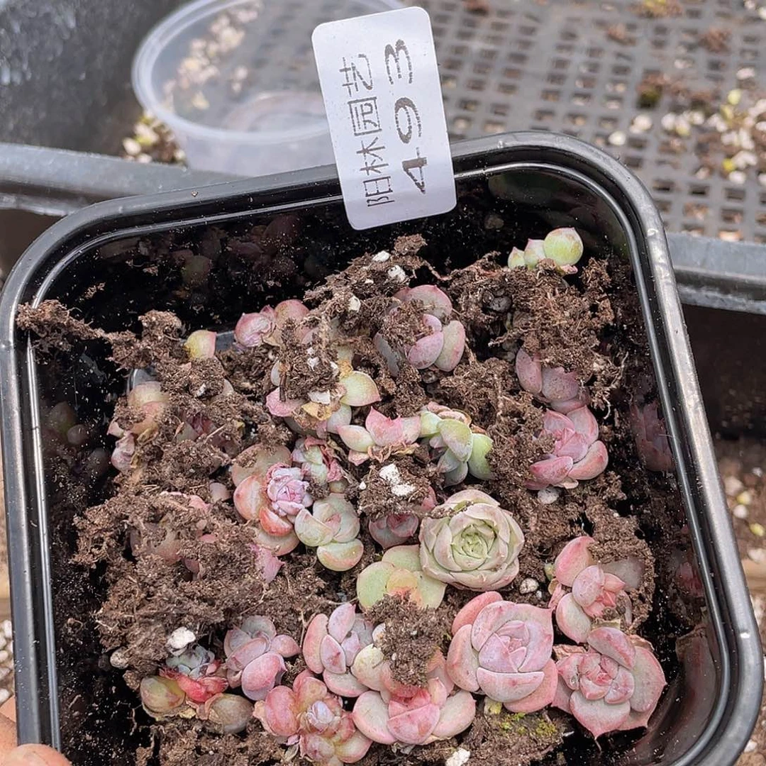 鲜*吖多肉植物多肉植物493