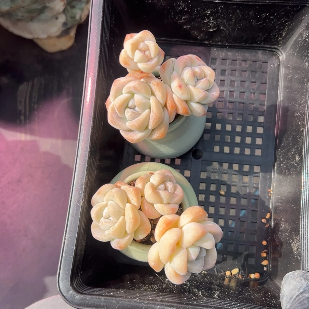 俩个三头冰玉送盆000000000000