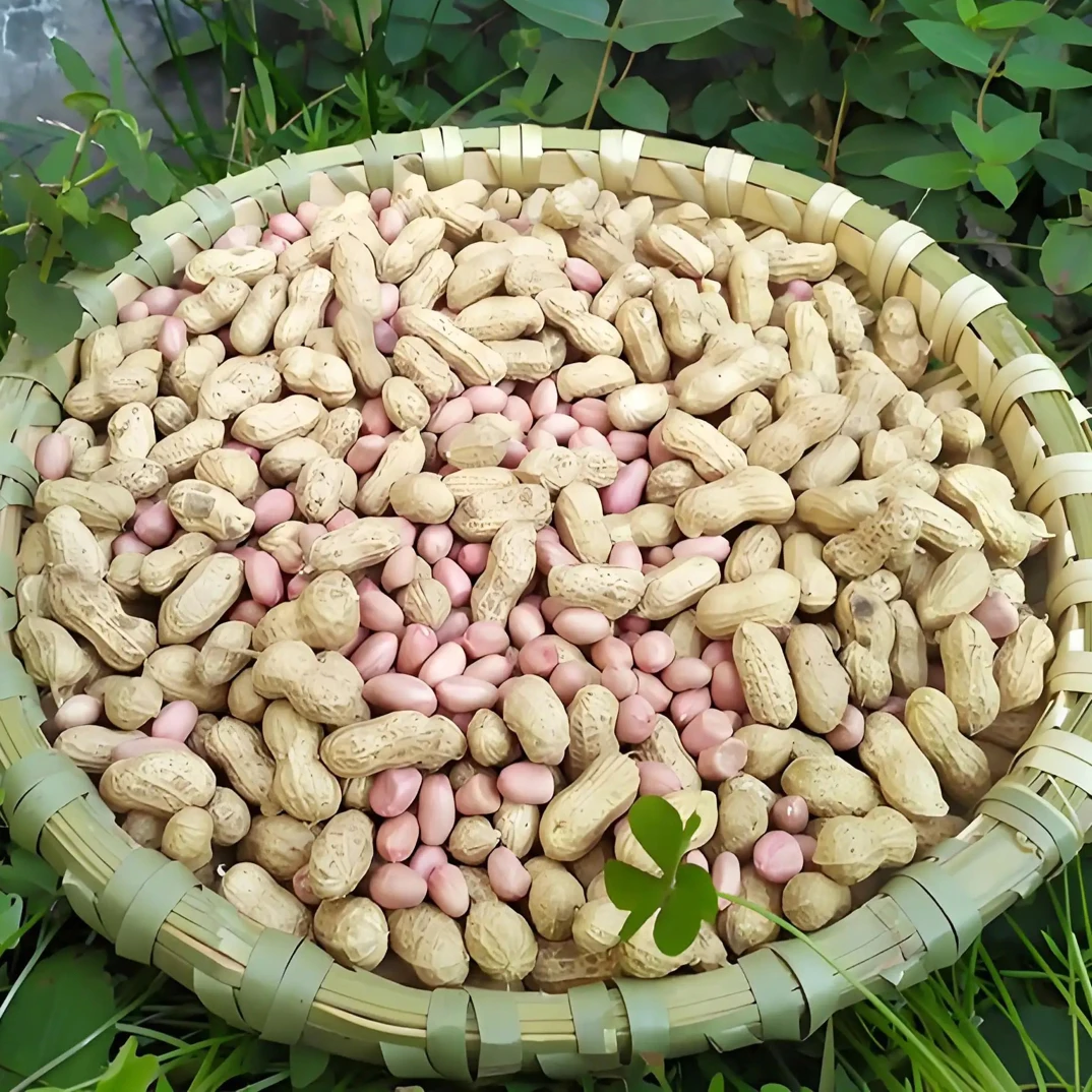 精品东北小花生柴火花生满嘴留香