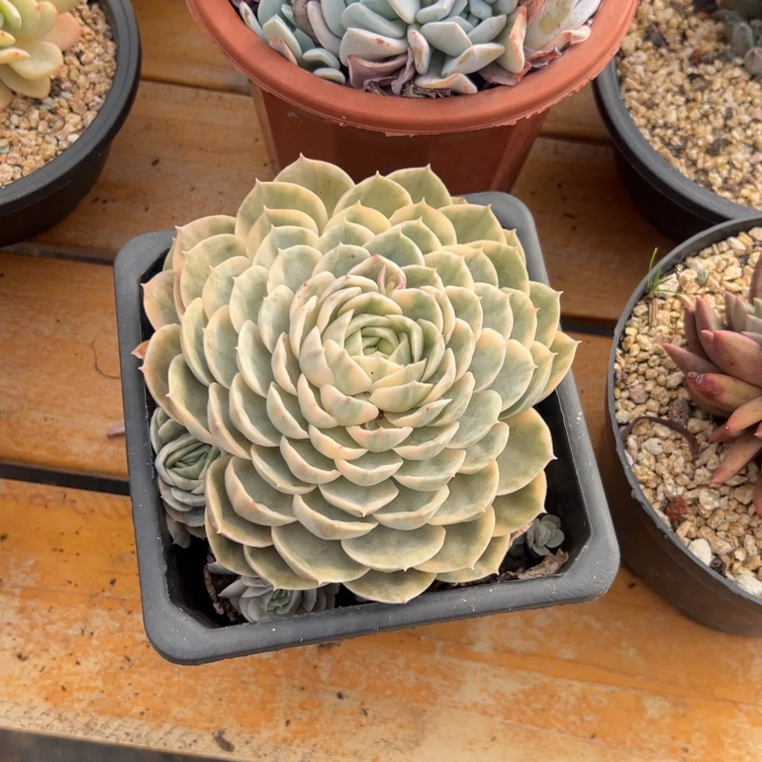 多肉单头昂斯诺锦【非偏远满18包邮】