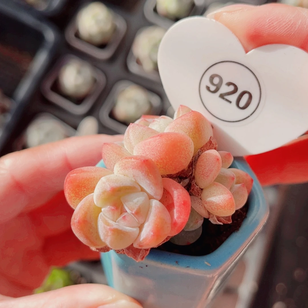 920号小老桩冰玉群