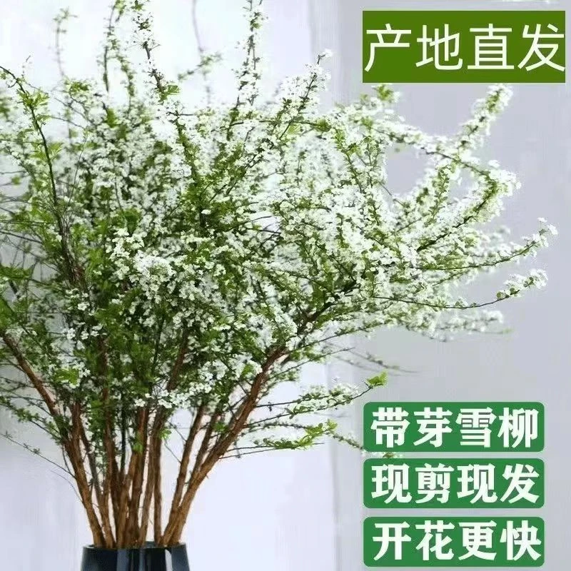 超A级云南鲜枝雪柳带芽孢鲜花室内客厅阳台装饰花遇水开花