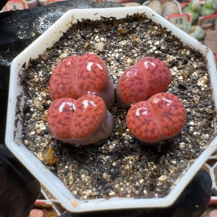 生石花3:：：。  63号