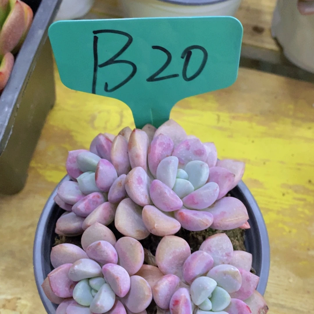 活动专场，最后一场