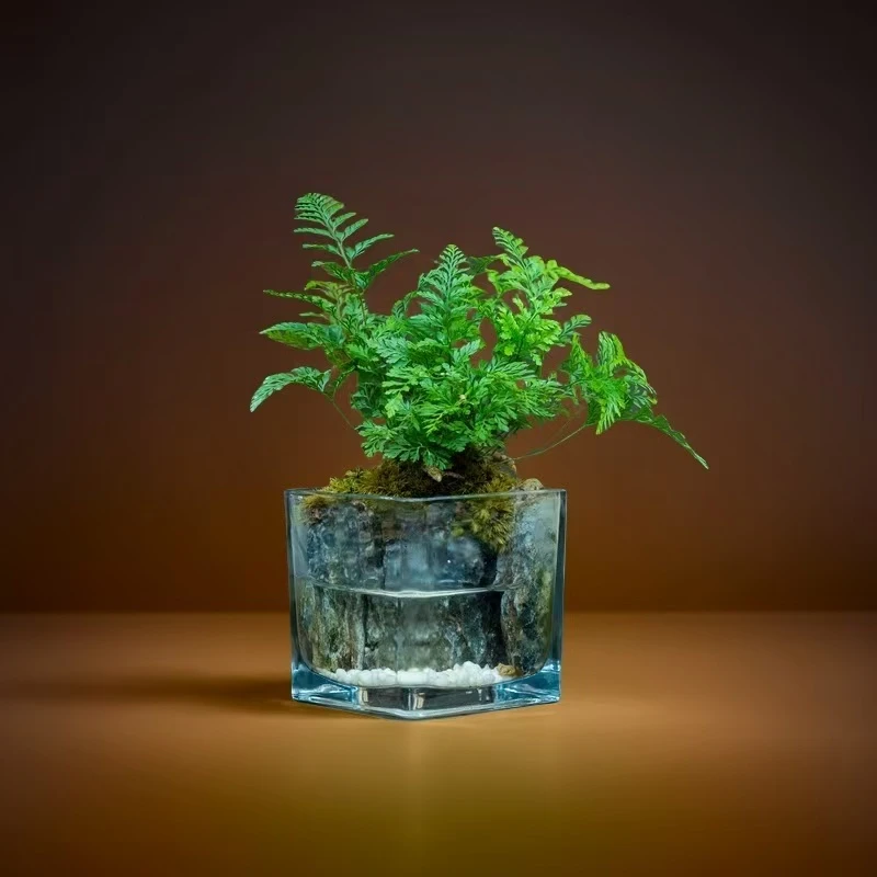 【無也秘境】清安-尺寸8*8厘米成品创意绿植景观茶壶茶台摆件