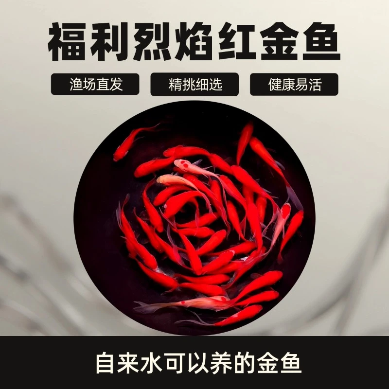 福利精品红钻金鱼观赏鱼冷水草金鱼好养易活渔场包邮可混养35条