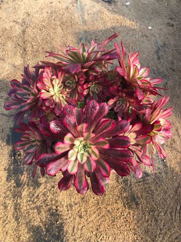 各种精美法师多肉植物基地直发一物一拍