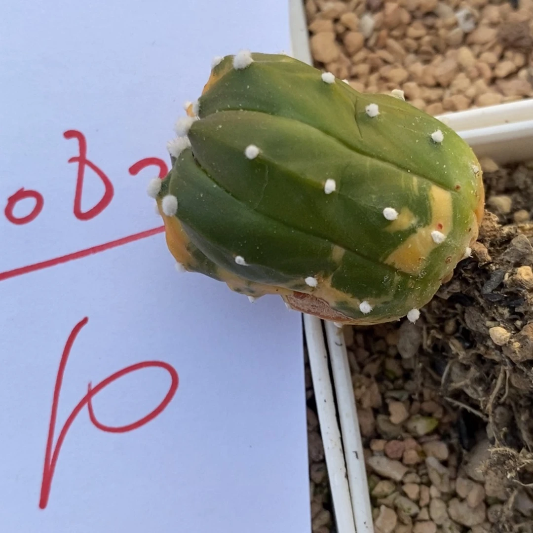 1082一颗兜锦实生