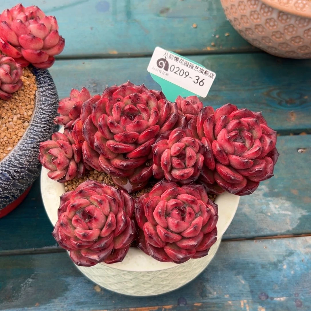 多肉一物一拍0209-36