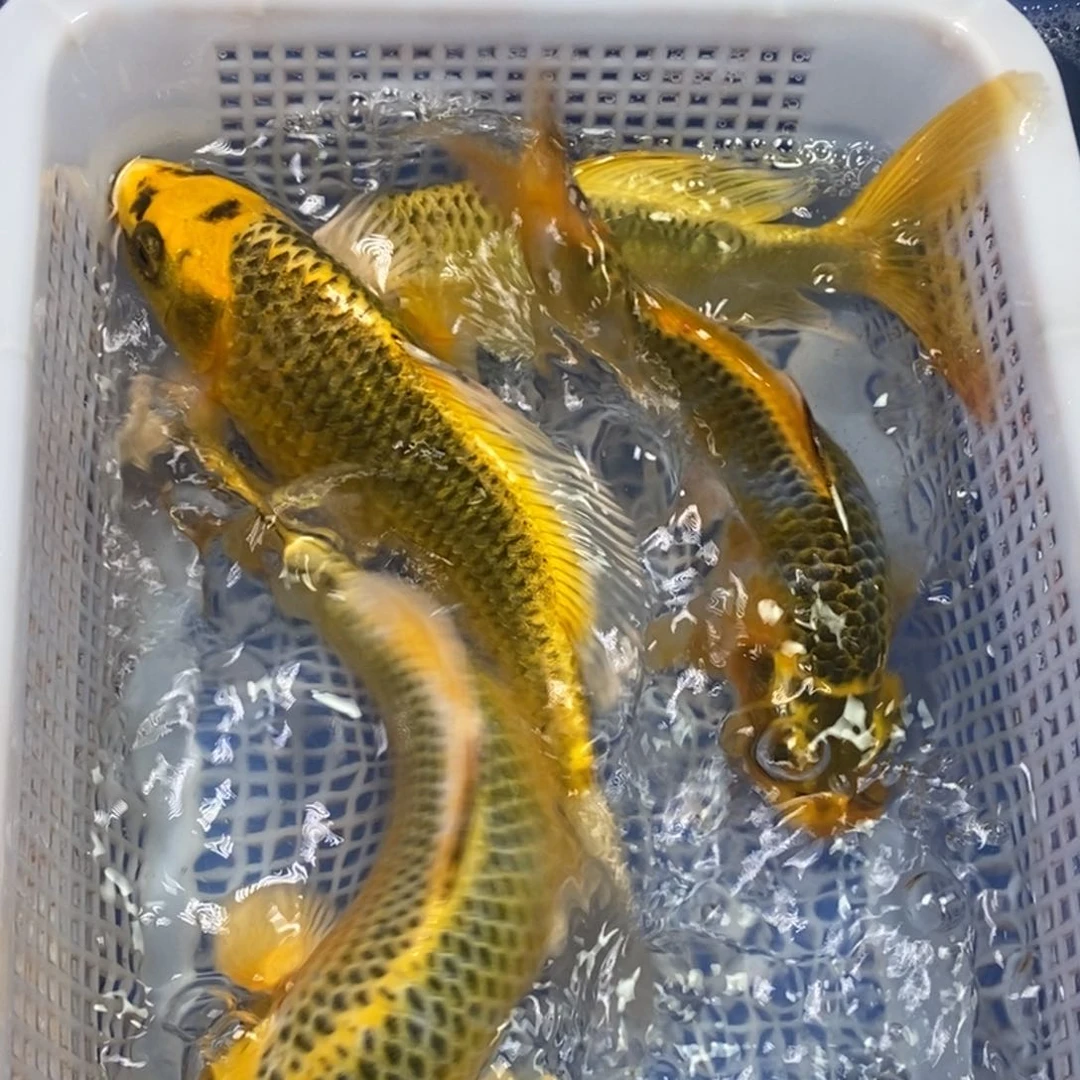 锦鲤冷水锦鲤包邮