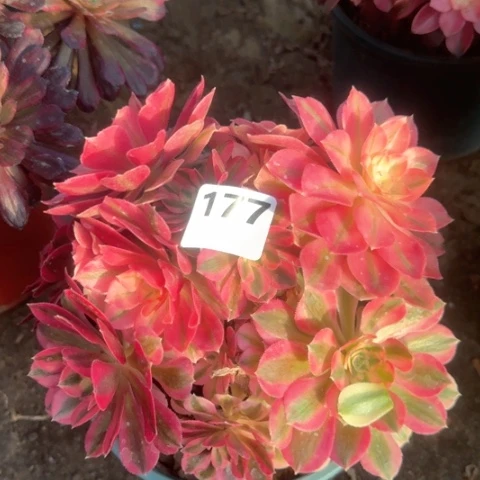 法师香妃有砍18-8多肉