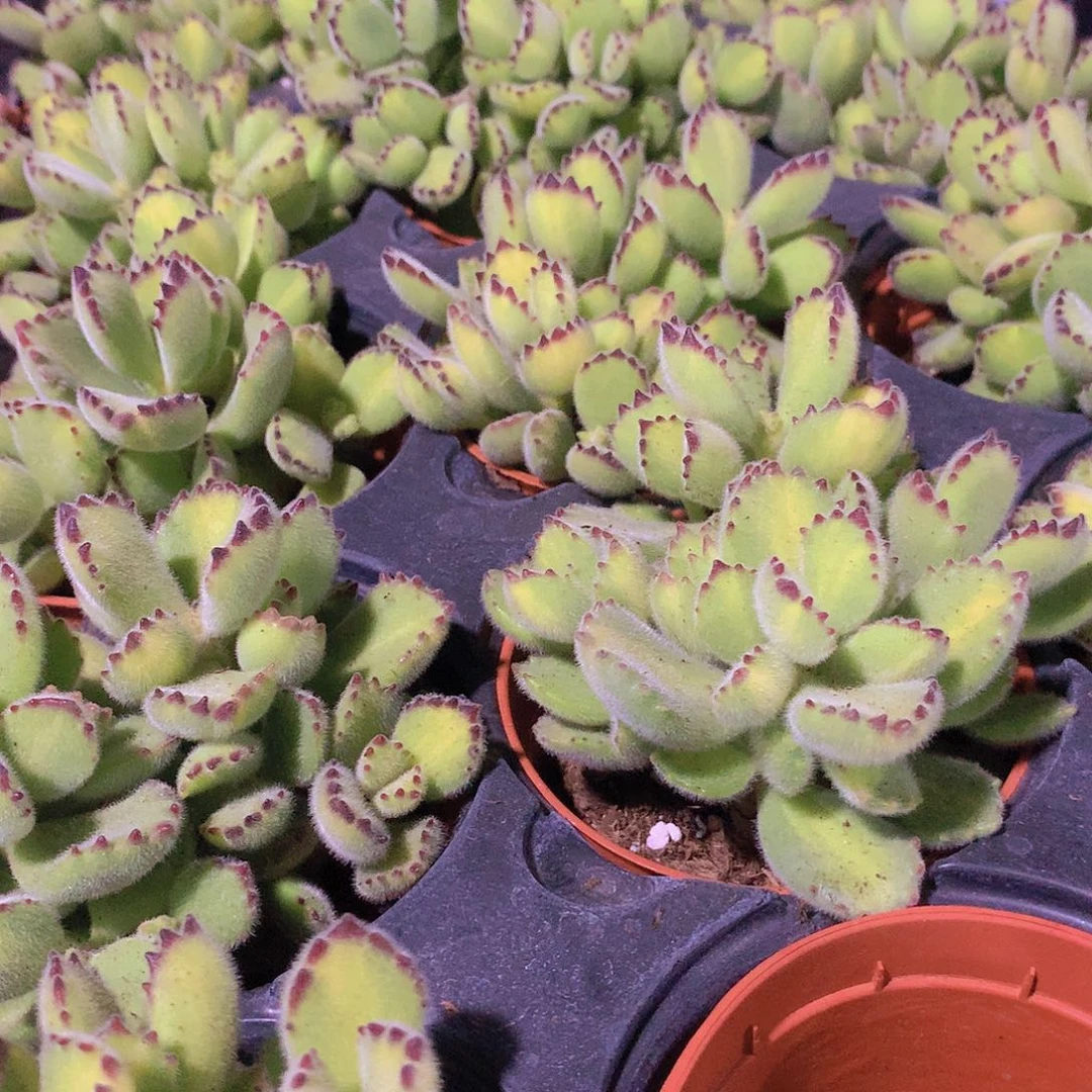 黄熊124457889900000