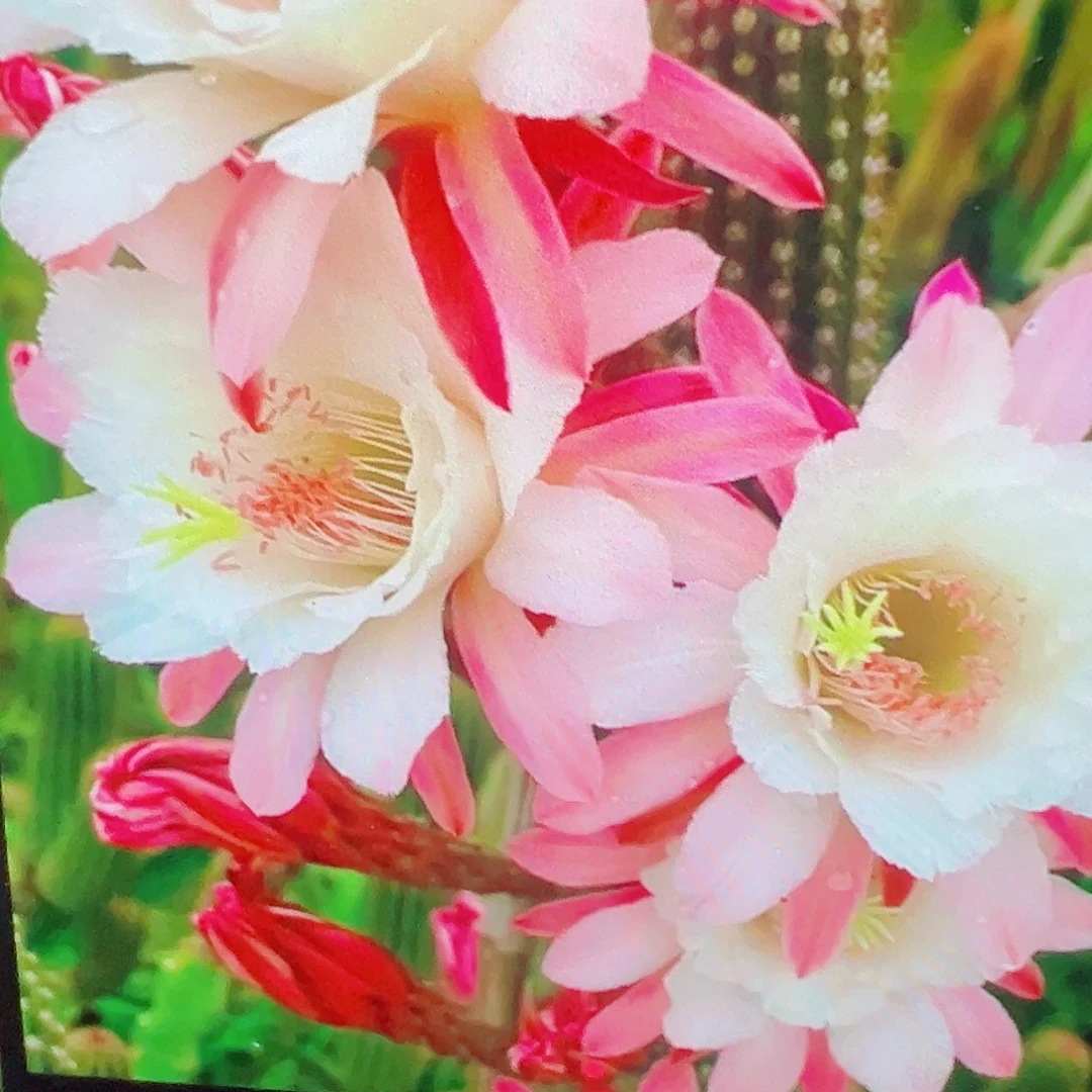 金妞 卡布奇诺侧芽 满20包邮