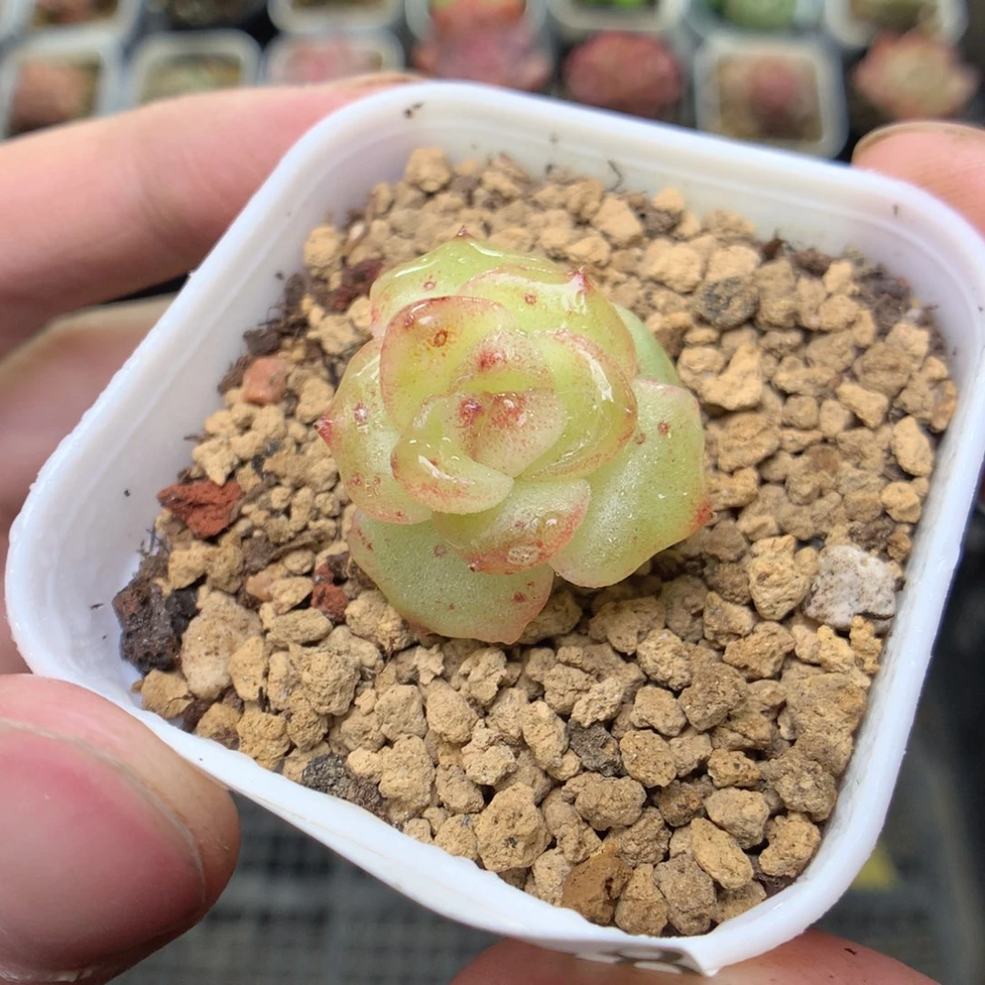 X188y y y y y y y y