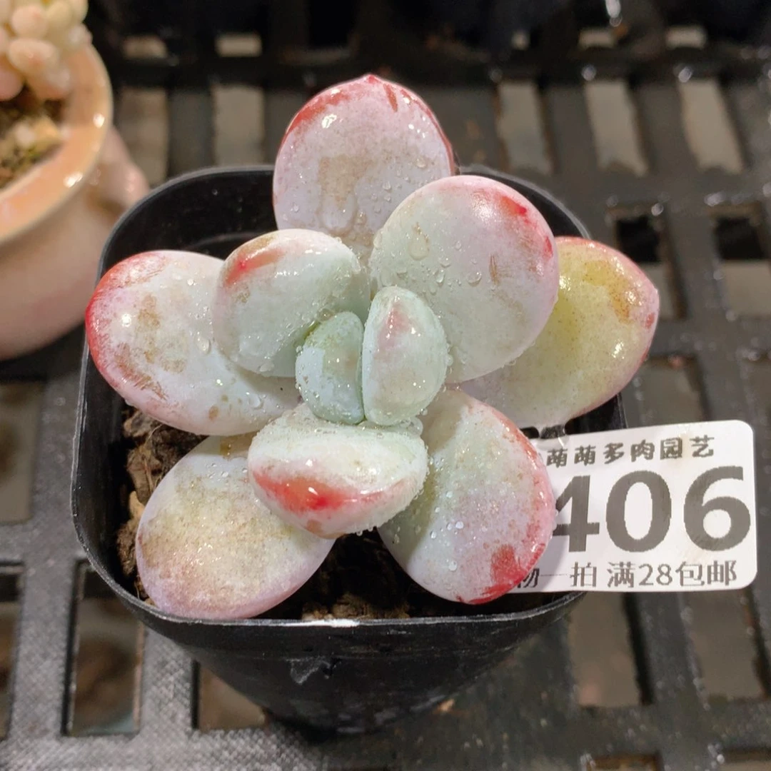 肉萌萌拇指盆精控多肉ZH406