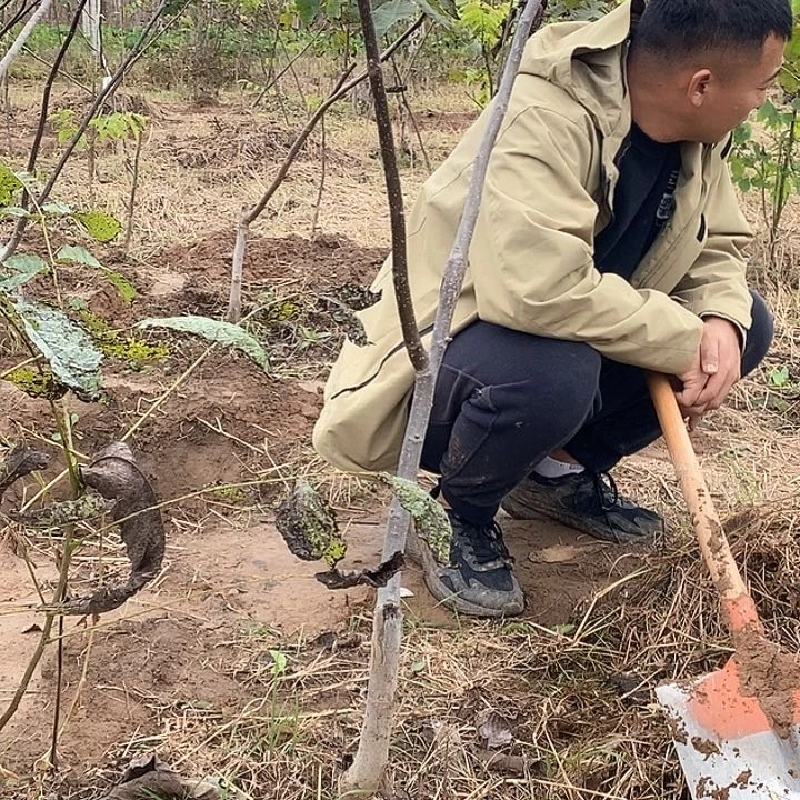 完全开放s*w白狮子蛙文玩核桃树