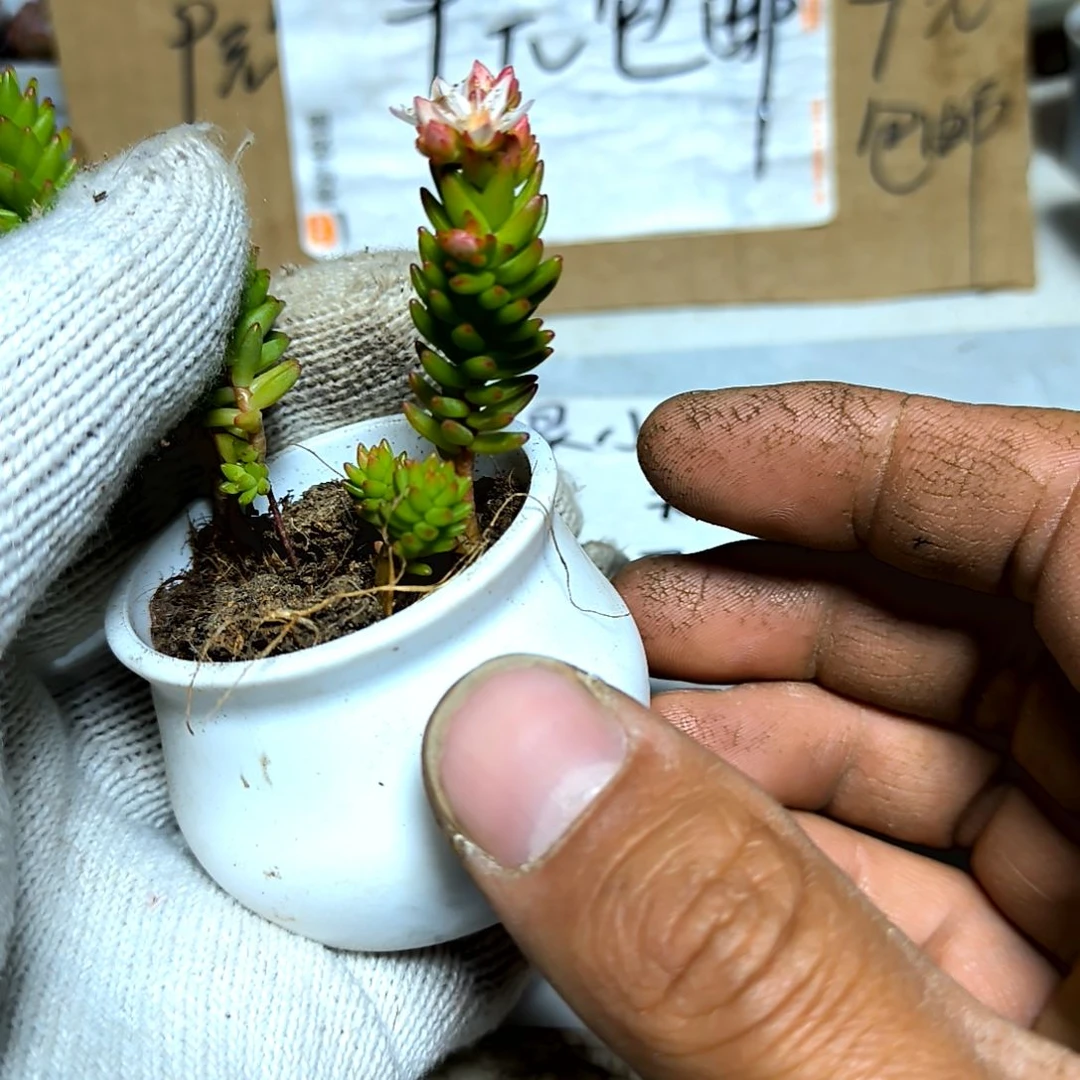 满9元包邮，百花小松一颗