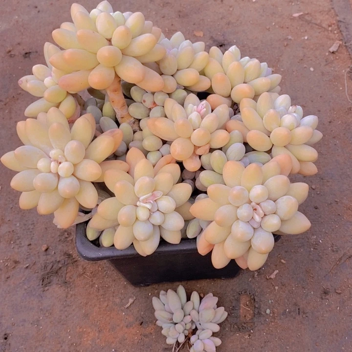 在家里面吃饭的吗怎么