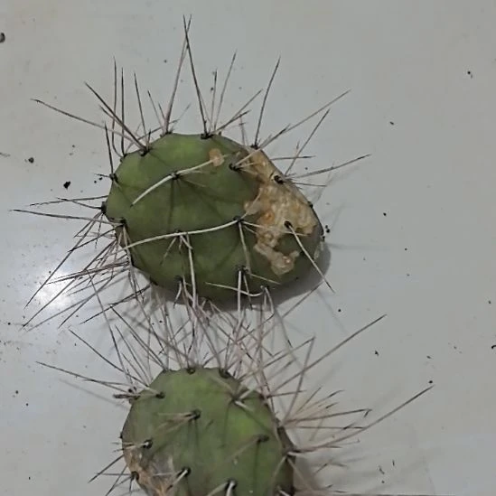 两片一起发，仙人掌侧芽