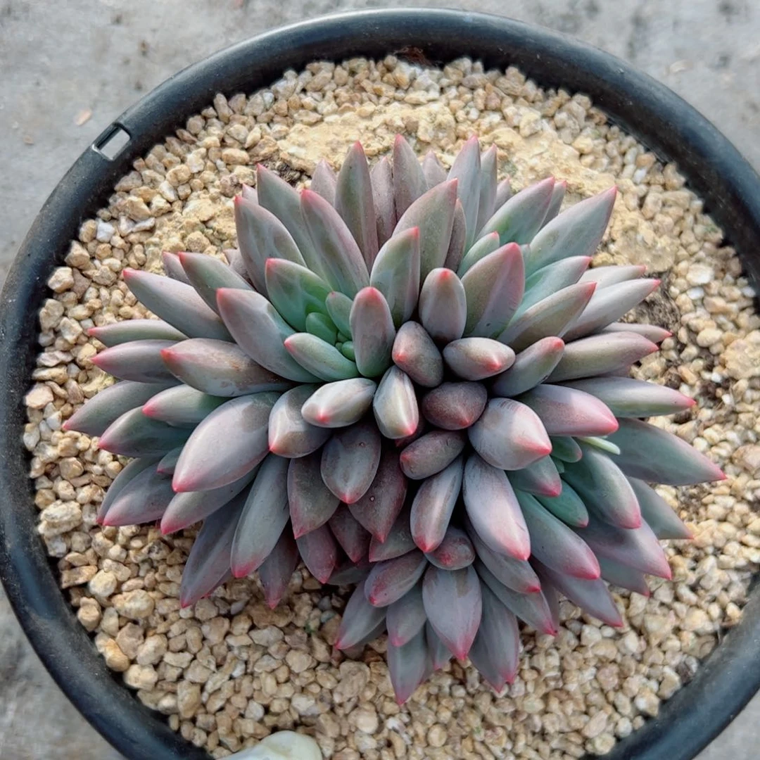 自然群美人多肉植物