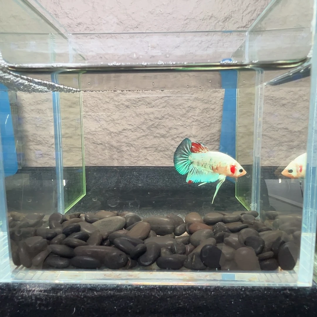 斗鱼阿浩泰斗10日95