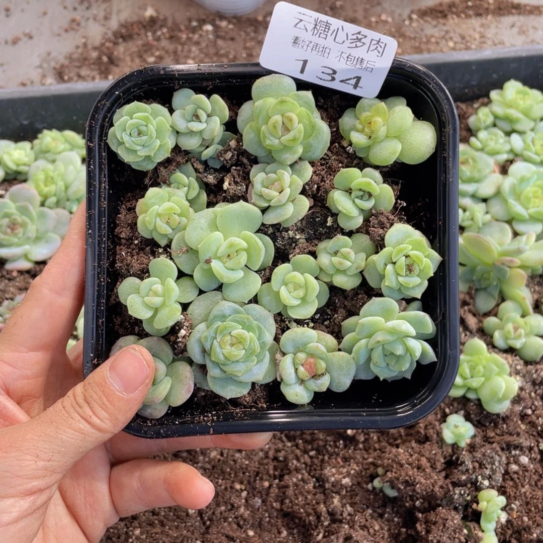 云糖心多肉植物134