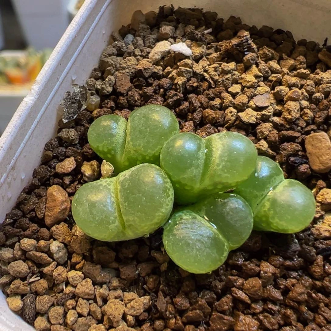 56多肉植物百科大眼睛1453.81