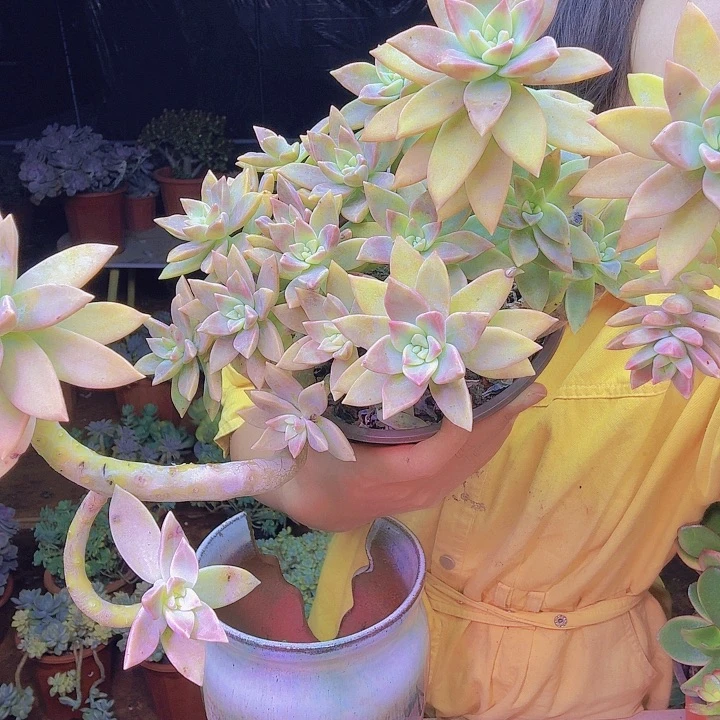 人*橙色恋人多肉植物