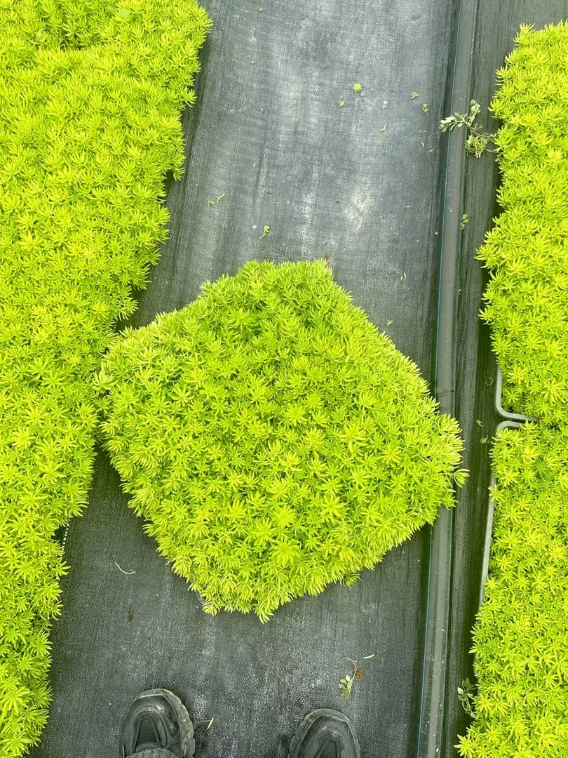 金叶佛甲草屋顶绿化庭院草坪耐寒耐热常青植物黄金佛甲草高端草坪
