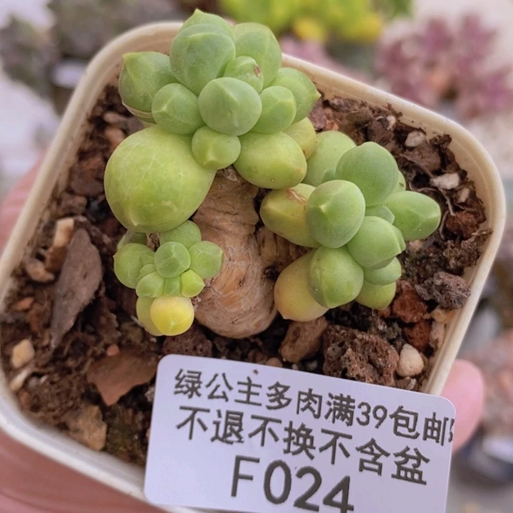 香蕉树老桩6cm1024多肉植物